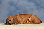 hundefotos rhodesian_ridgeback