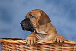 hundefotos rhodesian_ridgeback
