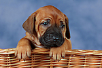 hundefotos rhodesian_ridgeback