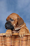 hundefotos rhodesian_ridgeback