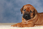 hundefotos rhodesian_ridgeback