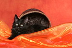 katzenfotos norwegische_waldkatze