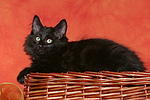 katzenfotos norwegische_waldkatze