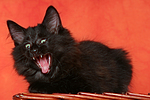 katzenfotos norwegische_waldkatze