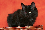 katzenfotos norwegische_waldkatze