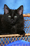 katzenfotos norwegische_waldkatze