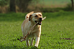 hundefotos labrador_retriever