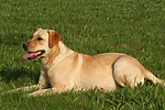 hundefotos labrador_retriever