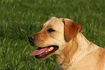 hundefotos labrador_retriever