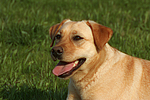 hundefotos labrador_retriever