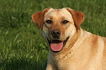 hundefotos labrador_retriever