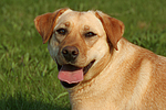 hundefotos labrador_retriever