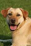 hundefotos labrador_retriever