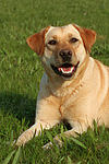 hundefotos labrador_retriever