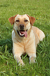 hundefotos labrador_retriever