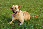 hundefotos labrador_retriever