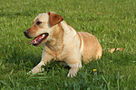 hundefotos labrador_retriever
