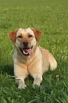 hundefotos labrador_retriever