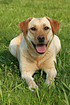 hundefotos labrador_retriever