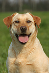 hundefotos labrador_retriever
