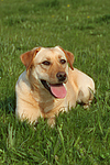 hundefotos labrador_retriever