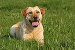 hundefotos labrador_retriever