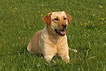 hundefotos labrador_retriever