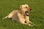 hundefotos labrador_retriever