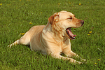 hundefotos labrador_retriever