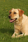 hundefotos labrador_retriever
