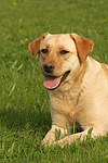 hundefotos labrador_retriever