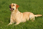 hundefotos labrador_retriever