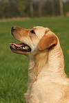 hundefotos labrador_retriever