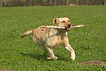 hundefotos labrador_retriever