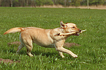hundefotos labrador_retriever