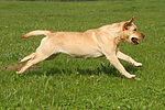 hundefotos labrador_retriever