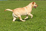 hundefotos labrador_retriever