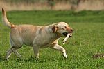 hundefotos labrador_retriever