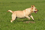 hundefotos labrador_retriever