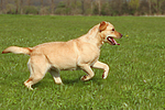 hundefotos labrador_retriever