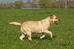 hundefotos labrador_retriever