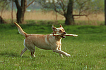 hundefotos labrador_retriever