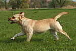 hundefotos labrador_retriever