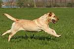 hundefotos labrador_retriever