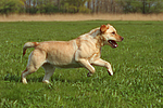 hundefotos labrador_retriever