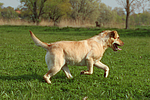 hundefotos labrador_retriever