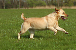 hundefotos labrador_retriever