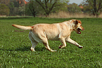 hundefotos labrador_retriever