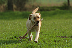 hundefotos labrador_retriever