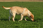 hundefotos labrador_retriever